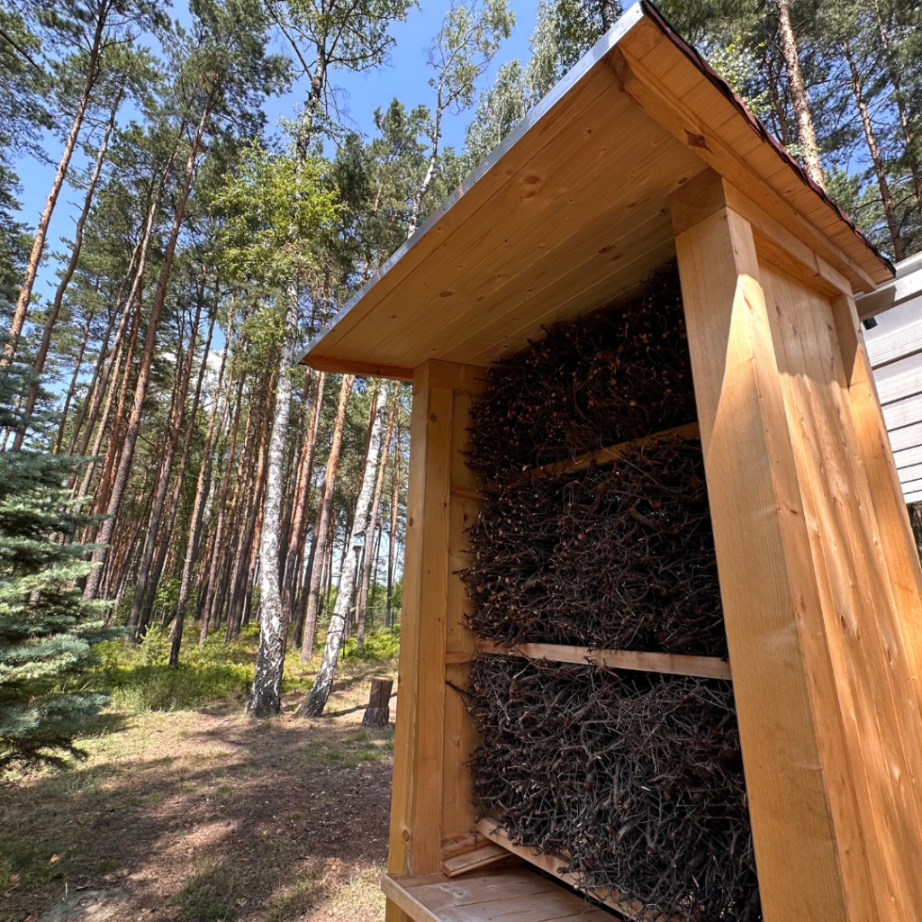 teznia solankowa lesnidlo